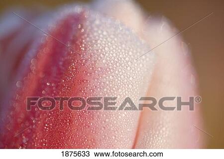 Stock Image - woodburn, oregon, united states of america; close up of dew drops on a tulip. Fotosearch