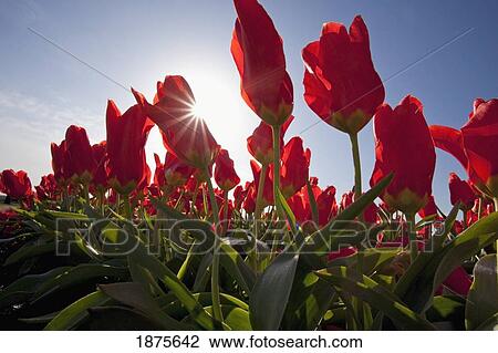 Stock Image - woodburn, oregon, united states of america; red tulips in a field under the sunshine. Fotosearch