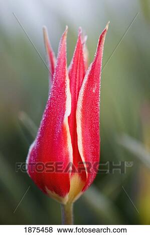 Stock Photo - woodburn, oregon, united states of america; close up of a red tulip. Fotosearch