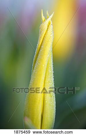 Stock Photo - woodburn, oregon, united states of america; close up of a closed yellow tulip. Fotosearch