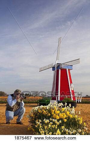 Stock Photo - woodburn, oregon, united states of america; a photographer talking a picture of tulips with the windmill and tulip fields in the background. Fotosearch