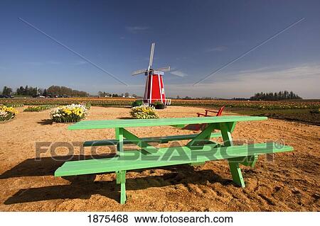 Stock Photo - woodburn, oregon, united states of america; a windmill and picnic table at the tulip fields. Fotosearch