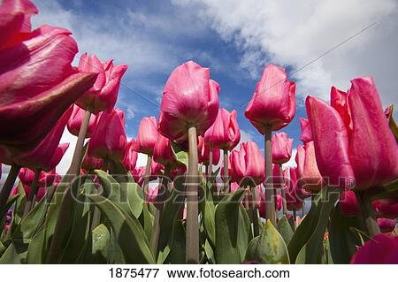 woodburn, oregon, united states of america; pink tulips in a tulip field View Large Photo Image Stock Photo - woodburn, oregon, united states of america; pink tulips in a tulip field. Fotosearch