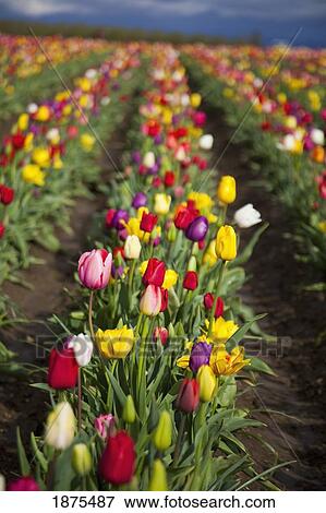 Stock Photo - woodburn, oregon, united states of america; a variety of tulips in a field. Fotosearch