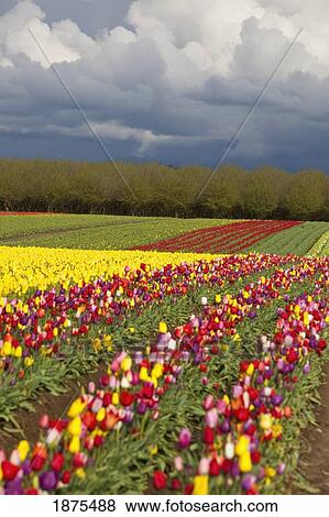 Stock Photo - woodburn, oregon, united states of america; tulip fields under storm clouds. Fotosearch