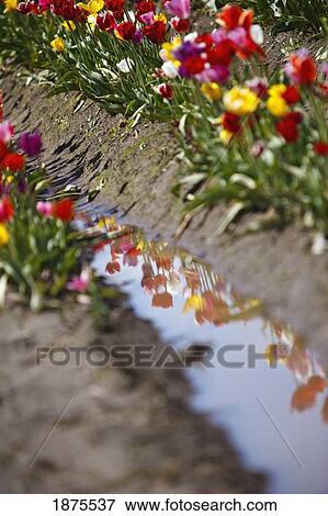Stock Photo - woodburn, oregon, united states of america; tulips reflected in a mud puddle. Fotosearch