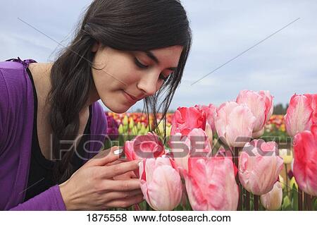 woodburn, oregon, united states of america; a girl looking closely at the tulips at the wooden shoe tulip farm View Large Photo Image Stock Photo - woodburn, oregon, united states of america; a girl looking closely at the tulips at the wooden shoe tulip farm. Fotosearch