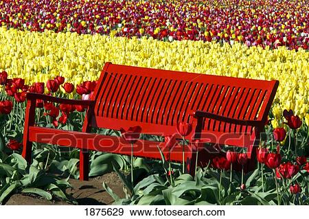 Stock Photo - woodburn, oregon, united states of america; a red bench in a tulip field at wooden shoe tulip farm. Fotosearch
