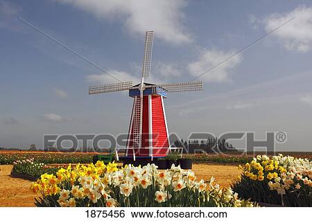 woodburn, oregon, united states of america; a windmill and tulip fields View Large Photo Image Stock Photograph - woodburn, oregon, united states of america; a windmill and tulip fields. Fotosearch