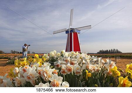 woodburn, oregon, united states of america; a photographer taking a picture of the windmill in the tulip fields View Large Photo Image Stock Photograph - woodburn, oregon, united states of america; a photographer taking a picture of the windmill in the tulip fields. Fotosearch