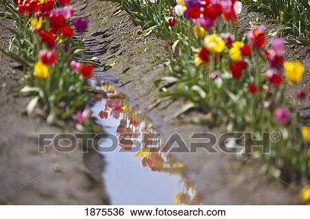 Stock Photograph - woodburn, oregon, united states of america; tulips reflected in a mud puddle. Fotosearch