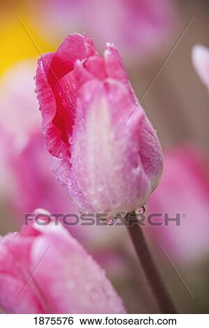 Stock Photograph - woodburn, oregon, united states of america; pink tulips. Fotosearch