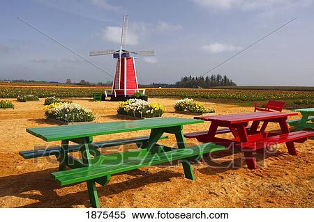 woodburn, oregon, united states of america; windmill and picnic tables with tulip fields in the background View Large Photo Image Stock Photography - woodburn, oregon, united states of america; windmill and picnic tables with tulip fields in the background. Fotosearch