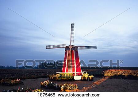 Stock Photography - woodburn, oregon, united states of america; a windmill at the tulip fields. Fotosearch