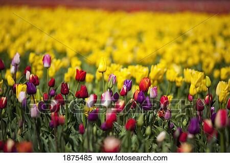 woodburn, oregon, united states of america; tulip field View Large Photo Image Stock Photography - woodburn, oregon, united states of america; tulip field. Fotosearch