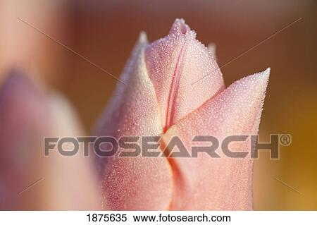 Stock Photography - woodburn, oregon, united states of america; close up of a pink tulip. Fotosearch
