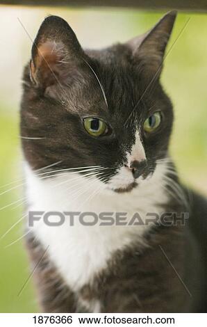 A Cat View Large Photo Image Stock Photograph - A Cat. Fotosearch