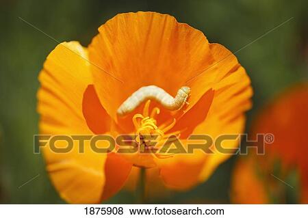 Stock Photo - A Caterpillar On An Orange Flower. Fotosearch