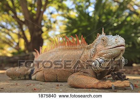 A Large Iguana View Large Photo Image Stock Image - A Large Iguana. Fotosearch