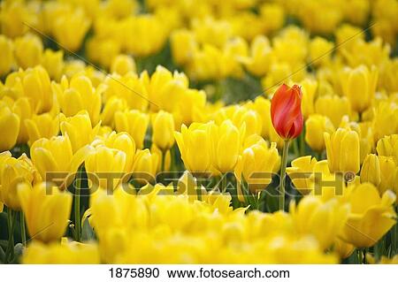 A Red Tulip Among A Field Of Yellow Tulips View Large Photo Image Stock Image - A Red Tulip Among A Field Of Yellow Tulips. Fotosearch