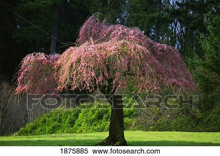 Stock Photography - A Tree With Pink Blossoms. Fotosearch