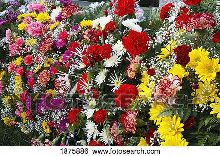 A Variety Of Flowers View Large Photo Image Stock Photograph - A Variety Of Flowers. Fotosearch