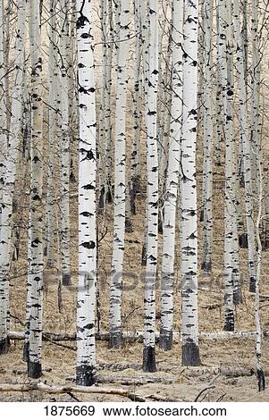 Stock Photo - Alberta, Canada; White Aspens In A Forest. Fotosearch