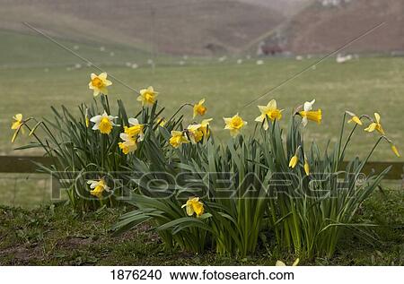 Stock Image - Alwinton, Northumberland, England; Daffodils Growing Beside A Pasture With Sheep Grazing. Fotosearch