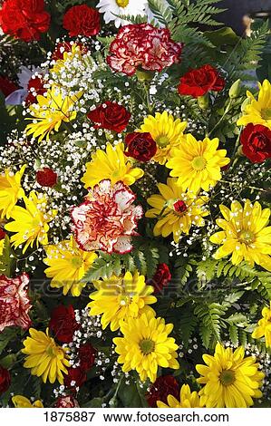 An Arrangement Of Daisies And Carnations View Large Photo Image Stock Photo - An Arrangement Of Daisies And Carnations. Fotosearch