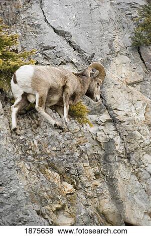 Banff, Alberta, Canada; Mountain Sheep Precariously Perched On A Cliff Face View Large Photo Image Stock Photo - Banff, Alberta, Canada; Mountain Sheep Precariously Perched On A Cliff Face. Fotosearch