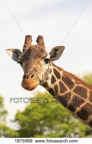 Buenos Aires, Argentina; Giraffe (Giraffa Camelopardalis) In Palermo Zoological Gardens View Large Photo Image Stock Photo - Buenos Aires, Argentina; Giraffe (Giraffa Camelopardalis) In Palermo Zoological Gardens. Fotosearch