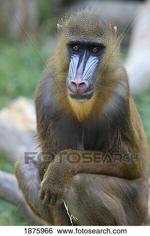 Buenos Aires, Argentina; Mandrill (Mandrillus Sphinx), From Nigeria And Congo, In The Palermo Zoological Gardens View Large Photo Image Stock Photograph - Buenos Aires, Argentina; Mandrill (Mandrillus Sphinx), From Nigeria And Congo, In The Palermo Zoological Gardens. Fotosearch