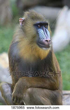 Buenos Aires, Argentina; Mandrill (Mandrillus Sphinx), From Nigeria And Congo, In The Palermo Zoological Gardens View Large Photo Image Stock Photography - Buenos Aires, Argentina; Mandrill (Mandrillus Sphinx), From Nigeria And Congo, In The Palermo Zoological Gardens. Fotosearch