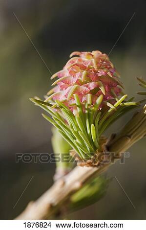 Picture - Calgary, Alberta, Canada; A Larch Cone (Pinaceae). Fotosearch