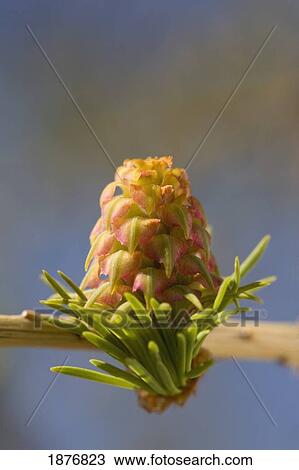 Stock Image - Calgary, Alberta, Canada; A Larch Cone. Fotosearch