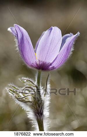Calgary, Alberta, Canada; A Prairie Crocus (Pulsatilla) View Large Photo Image Stock Image - Calgary, Alberta, Canada; A Prairie Crocus (Pulsatilla). Fotosearch