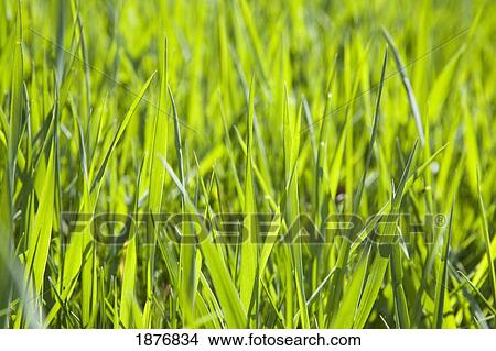 Calgary, Alberta, Canada; Blades Of Grass View Large Photo Image Picture - Calgary, Alberta, Canada; Blades Of Grass. Fotosearch