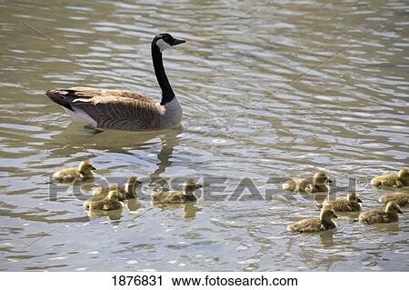 Stock Image - Calgary, Alberta, Canada; Goslings In The Water With One Parent Goose. Fotosearch