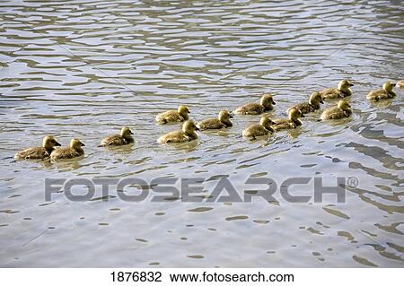Stock Image - Calgary, Alberta, Canada; Goslings In The Water Swimming In A Row. Fotosearch
