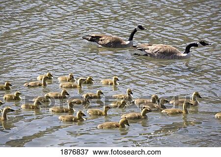 Calgary, Alberta, Canada; Goslings In The Water With Two Parent Geese View Large Photo Image Stock Photo - Calgary, Alberta, Canada; Goslings In The Water With Two Parent Geese. Fotosearch