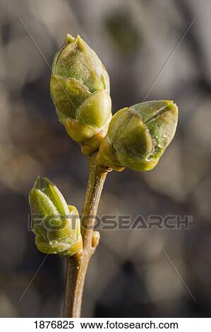 Calgary, Alberta, Canada; Lilac (Syringa) Buds In Early Spring View Large Photo Image Stock Photography - Calgary, Alberta, Canada; Lilac (Syringa) Buds In Early Spring. Fotosearch