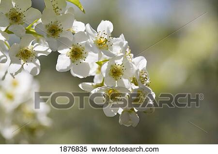 Stock Photography - Calgary, Alberta, Canada; May Day Tree Blossoms. Fotosearch