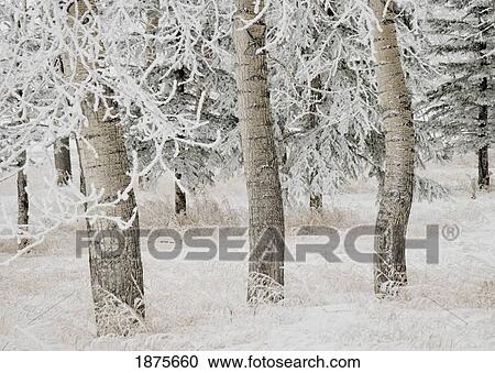 Stock Image - Calgary, Alberta, Canada; White Aspens In Winter. Fotosearch