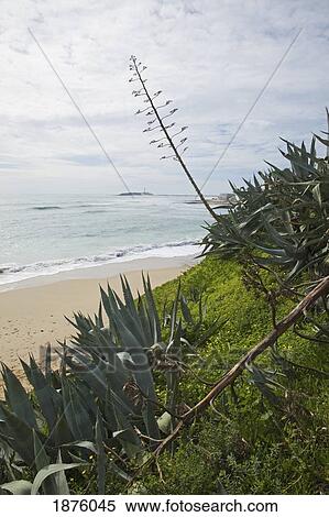 Stock Photography - Canos De Meca, Andalusia, Spain; A Beach Along The Coast Near Barbate. Fotosearch