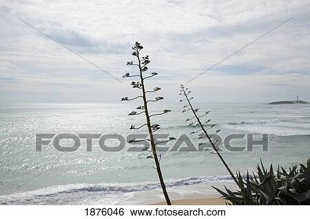 Canos De Meca, Andalusia, Spain; The Coast Near Barbate View Large Photo Image Stock Photograph - Canos De Meca, Andalusia, Spain; The Coast Near Barbate. Fotosearch