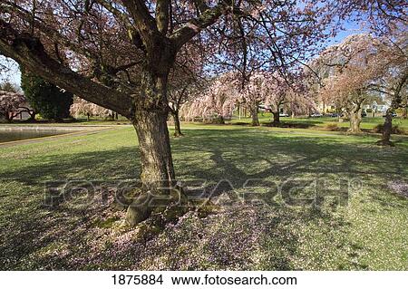 Cherry Blossom Trees In The Park In Spring View Large Photo Image Picture - Cherry Blossom Trees In The Park In Spring. Fotosearch