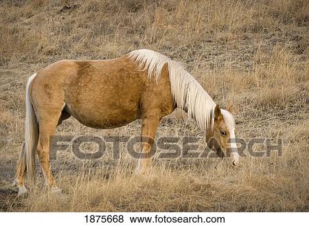 Cochrane, Alberta, Canada; A Brown Horse Feeding On Grass View Large Photo Image Stock Photo - Cochrane, Alberta, Canada; A Brown Horse Feeding On Grass. Fotosearch