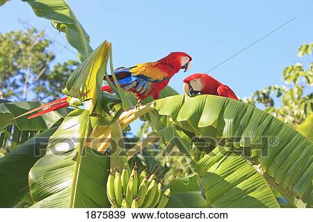 Coxen Hole, Bay Islands, Honduras; Scarlet Macaws (Ara Macao) On A Banana Tree In The Rehab Centre And Forest Preserve On Mango Key View Large Photo Image Stock Photo - Coxen Hole, Bay Islands, Honduras; Scarlet Macaws (Ara Macao) On A Banana Tree In The Rehab Centre And Forest Preserve On Mango Key. Fotosearch