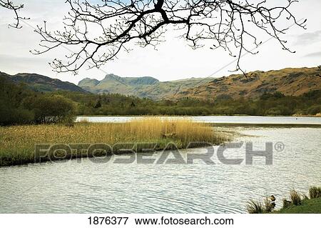 Elterwater, Cumbria, England; Reeds Along The Shoreline Surrounded By Mountains View Large Photo Image Stock Photo - Elterwater, Cumbria, England; Reeds Along The Shoreline Surrounded By Mountains. Fotosearch