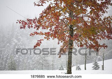 Falling Snow Over A Park Area View Large Photo Image Stock Photography - Falling Snow Over A Park Area. Fotosearch